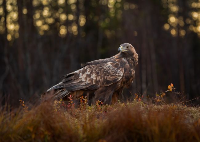 Pete Lawless | Golden Eagle