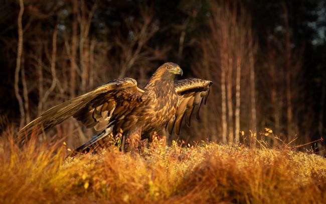 Pete Lawless | Golden Eagle