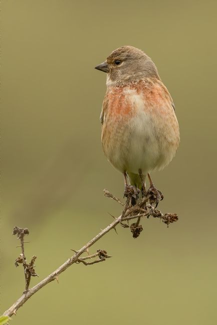 Pete Lawless | Linnet