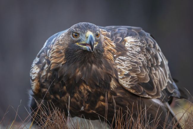 Pete Lawless | Golden Eagle 