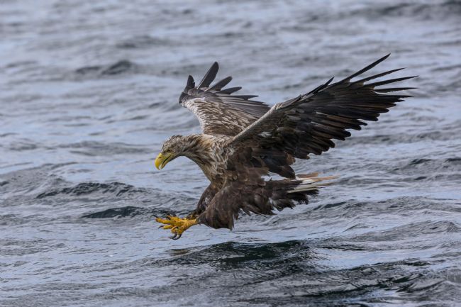 Pete Lawless | White-Tailed Eagle