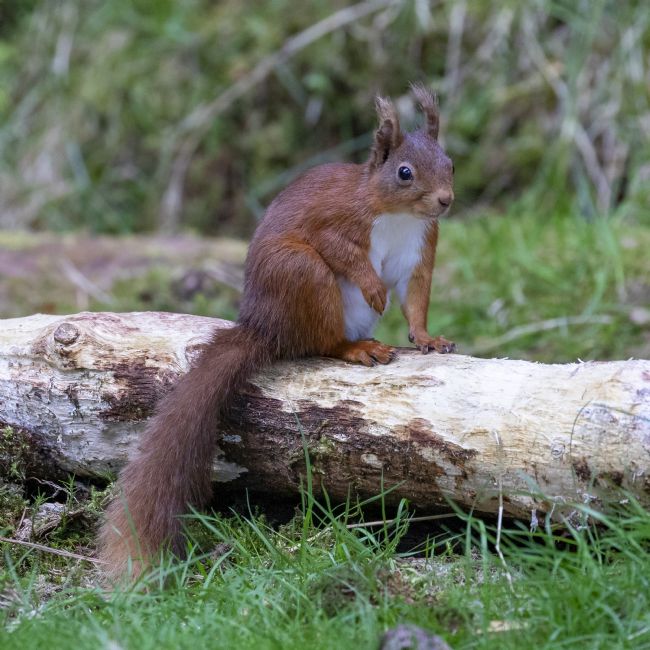 Pete Lawless | Red Squirrel