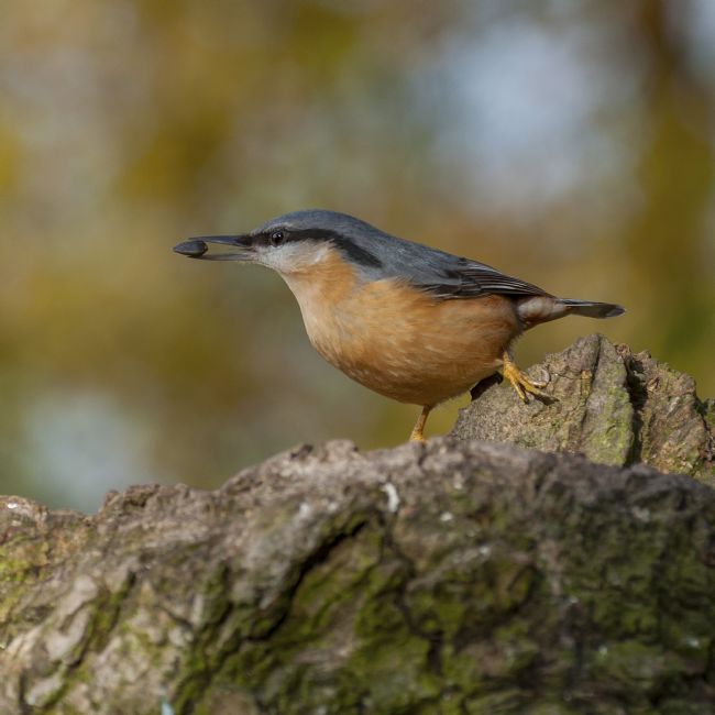 Pete Lawless | Nuthatch