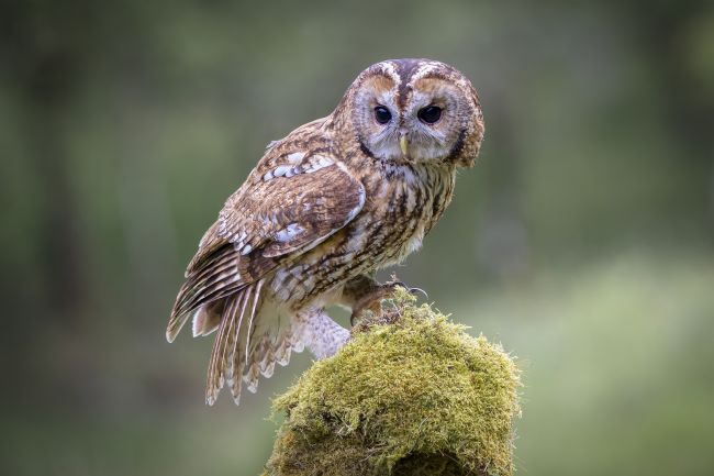 Pete Lawless | Tawny Owl