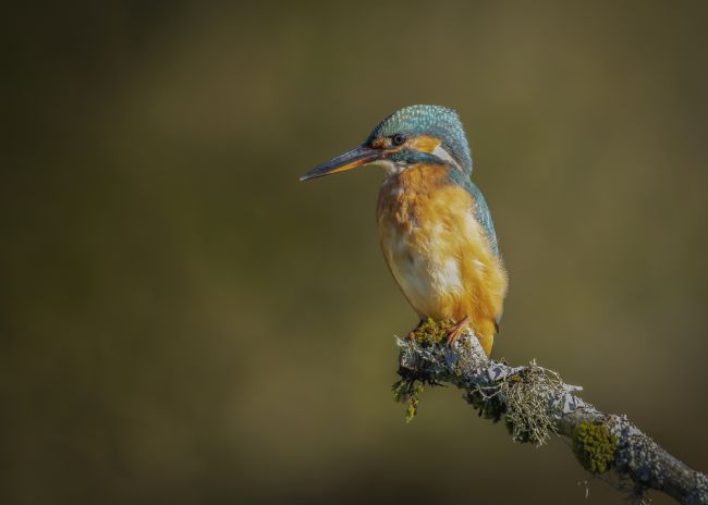 Pete Lawless | Kingfisher