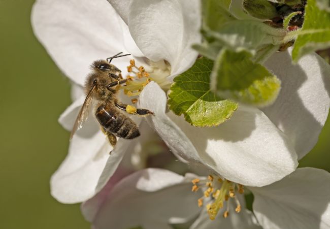 Pete Lawless | Honey Bee on Apple Blossom