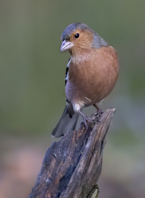 Pete Lawless | Chaffinch