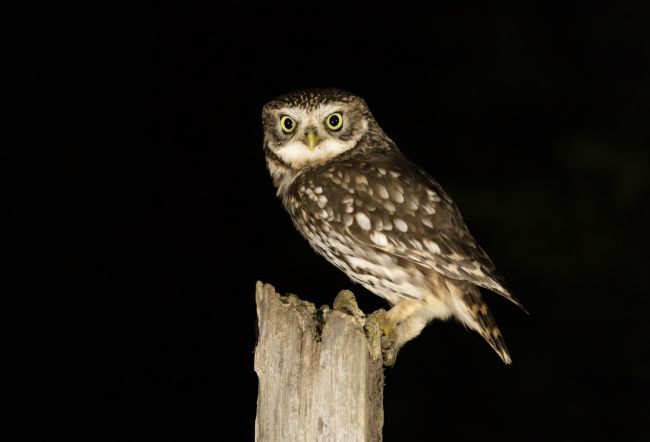 Pete Lawless | Night Owl (Little Owl)