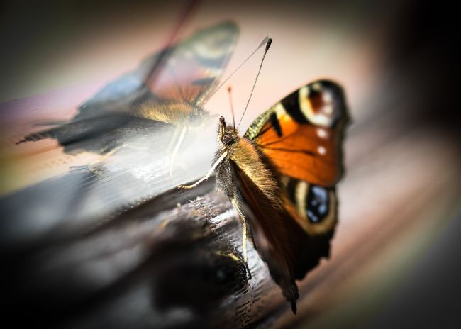 Mike Carroll | Reflected Beauty