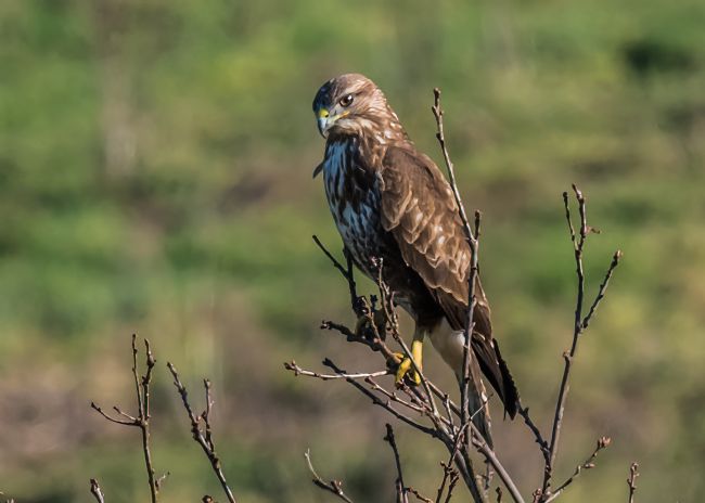 Mike Carroll | Stern Buzzard