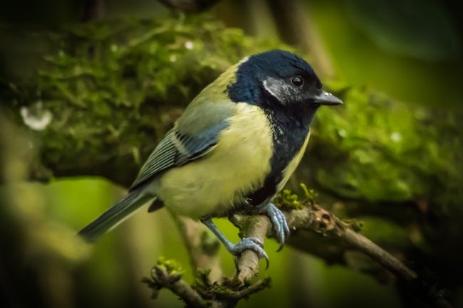 Mike Carroll | Black faced Great Tit