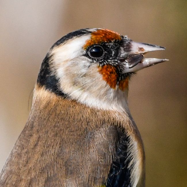 Mike Carroll | Goldfinch Close-up