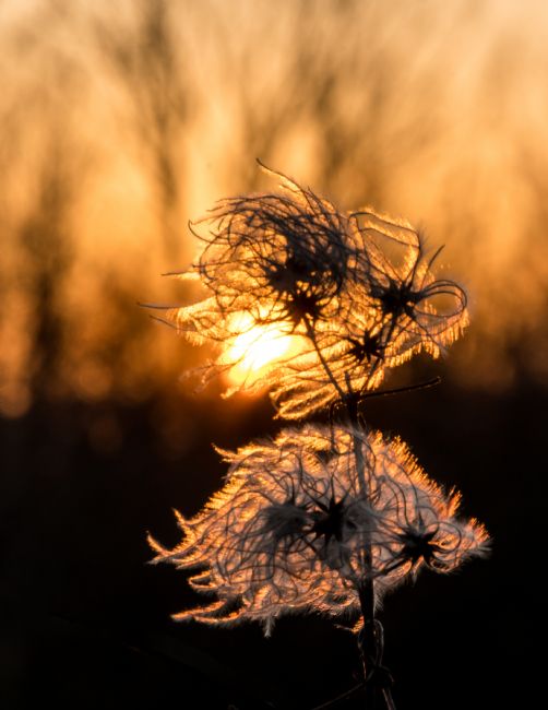 Mike Carroll | Old Man's Beard