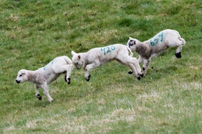 Mike Carroll | Spring frolics