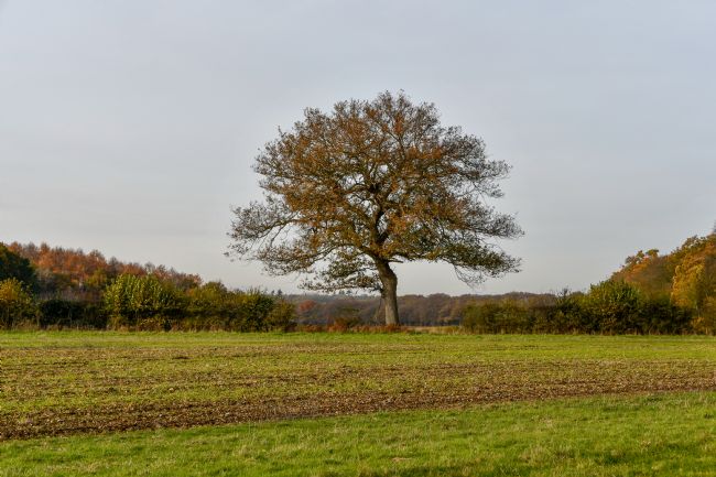 Mike Carroll | Lone Tree (2)