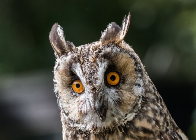Mike Carroll | Long Eared Owl