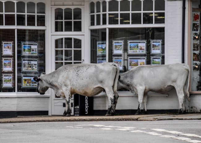 Mike Carroll | Looking for a home