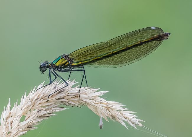 Mike Carroll | Beautiful Demoiselle