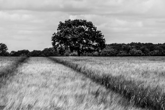 Mike Carroll | Oak Tree in the Barley