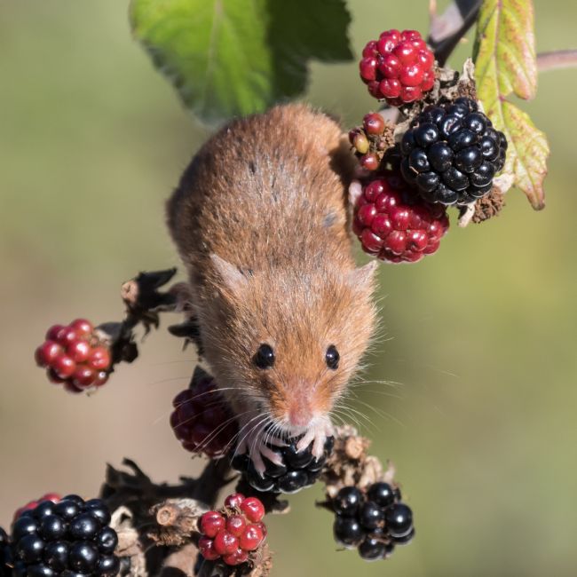 Mike Carroll | Harvest Mouse 3