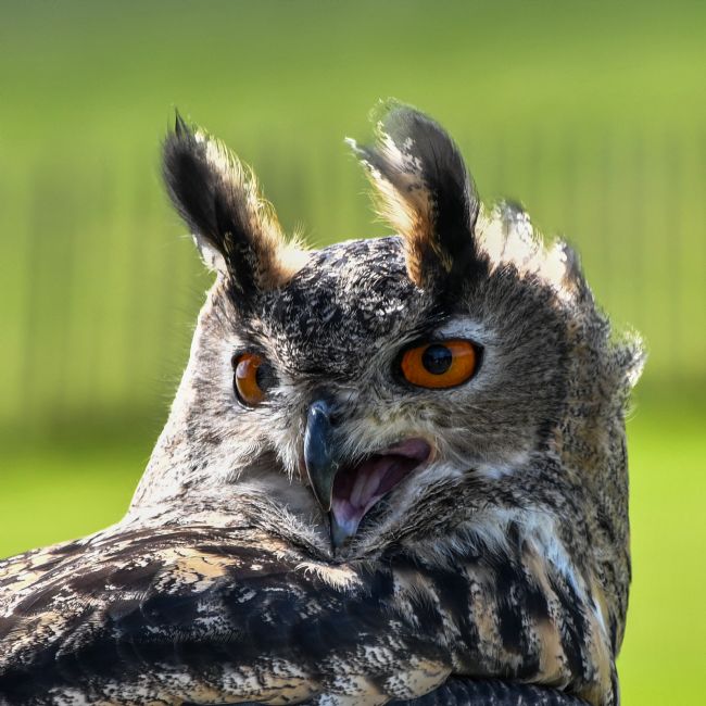 Mike Carroll | Eurasian Eagle Owl