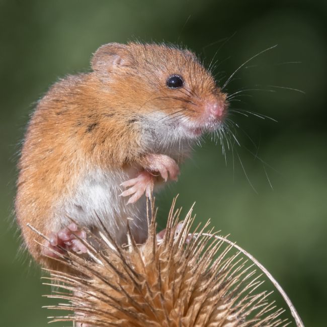 Mike Carroll | Harvest Mouse 1