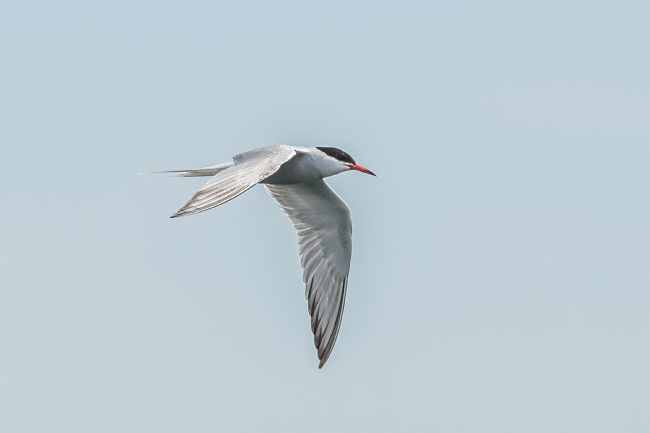 Mike Carroll | Common Tern 1