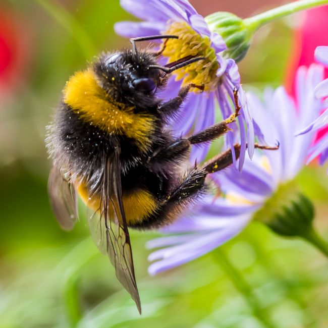 Mike Carroll | Bumble Bee Breakfast