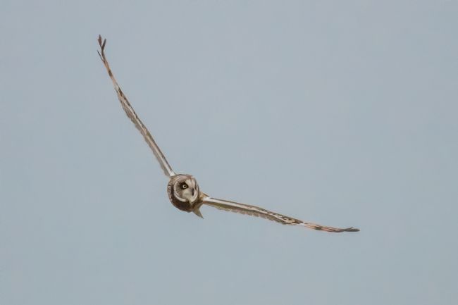 Mike Carroll | SEO Flypast