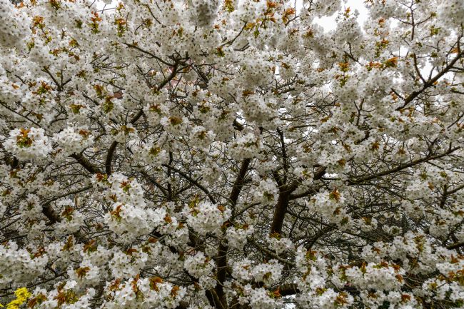 Mike Carroll | Cherry Blossom Time