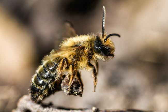 Mike Carroll | Resting Bee