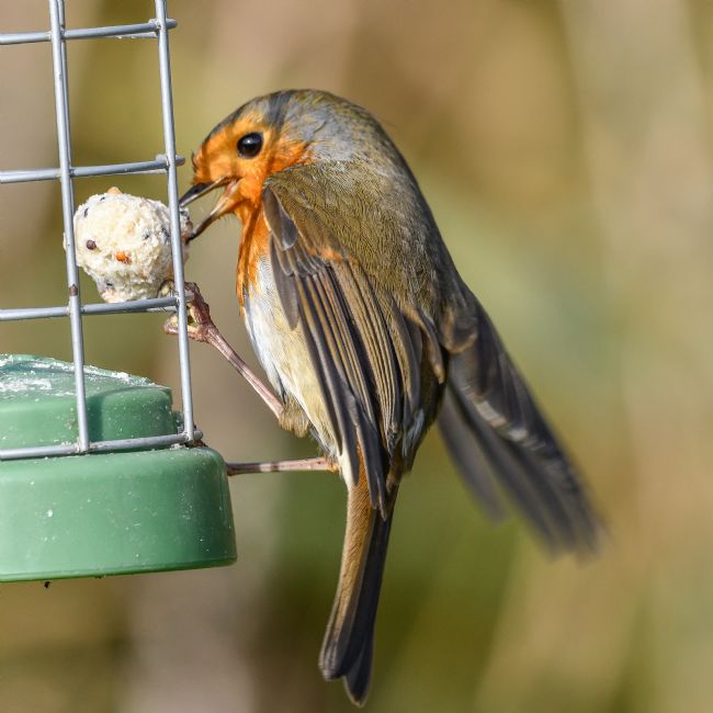 Mike Carroll | Thieving Robin