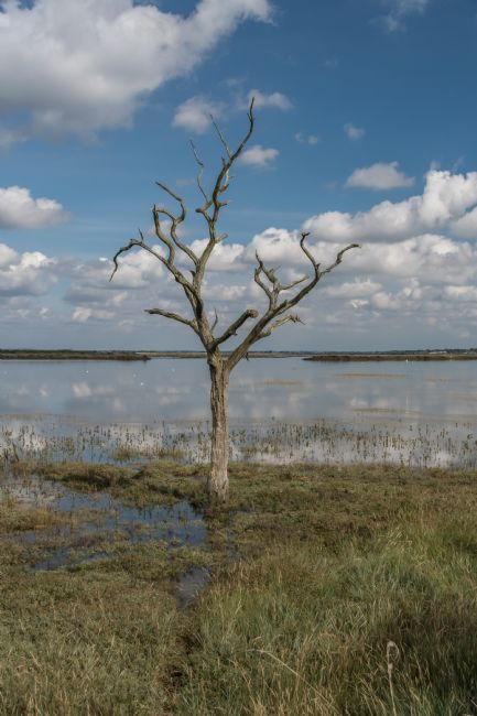 Mike Carroll | Ghostly tree