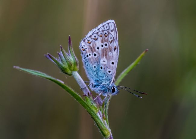 Mike Carroll | Chalkhill Blue