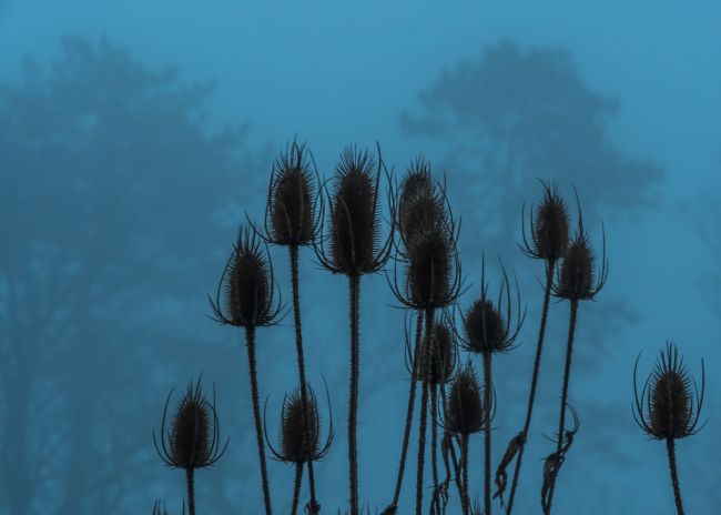 Mike Carroll | Teasels in the Mist