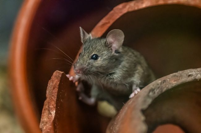 Mike Carroll | House Mouse