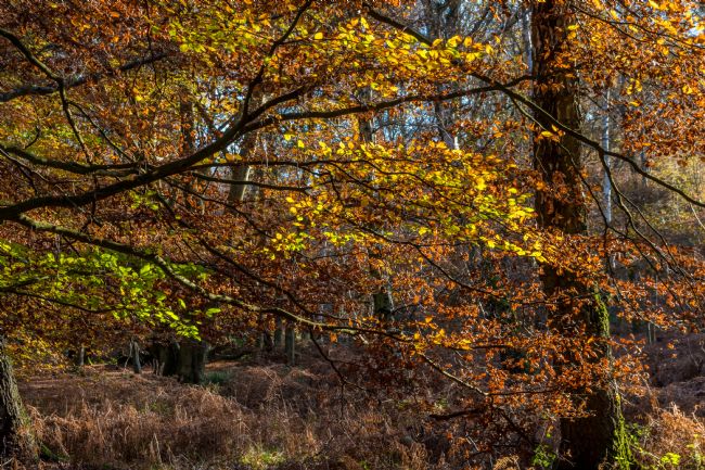 Mike Carroll | Beech Trees in Autumn