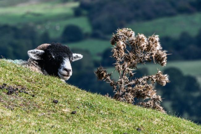 Mike Carroll | Sheep in the Grass