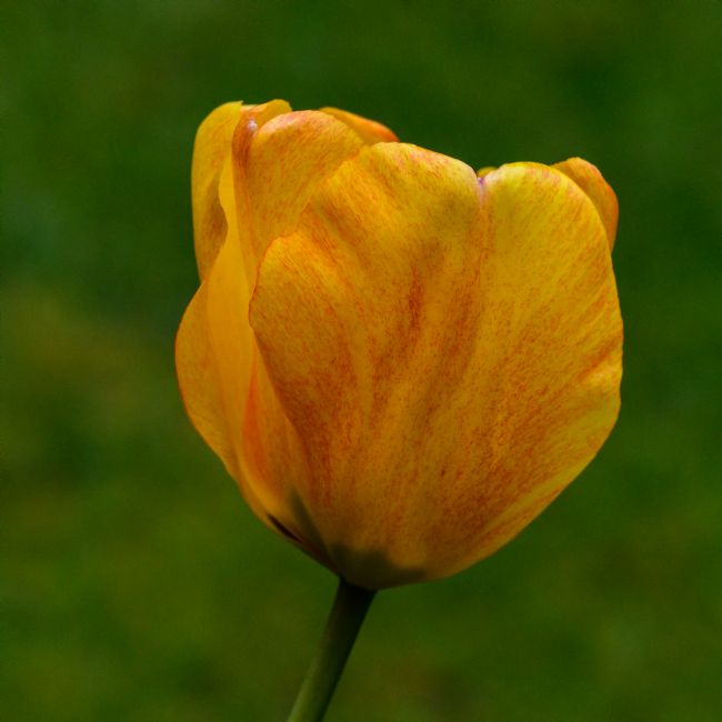 Mike Carroll | Tulip from Amsterdam