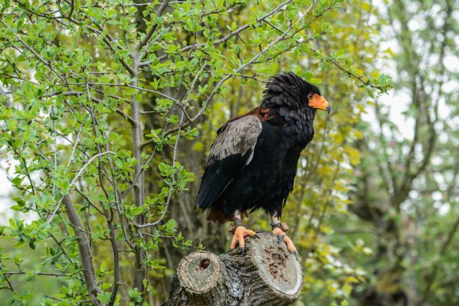 Mike Carroll | Bateleur Eagle