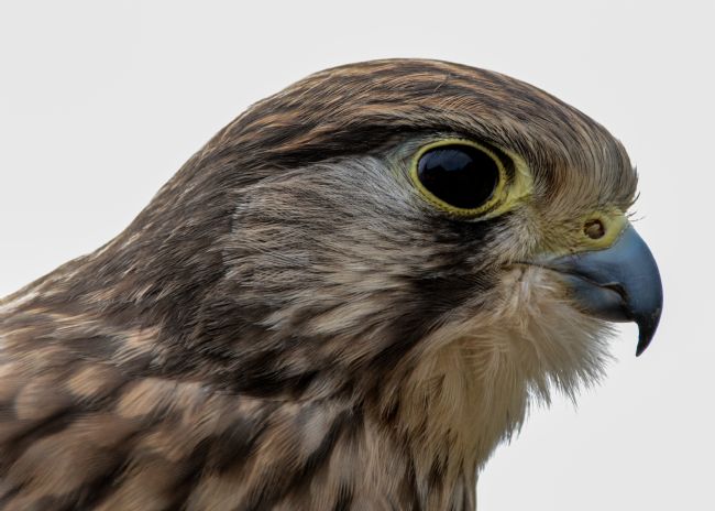 Mike Carroll | Common Kestrel