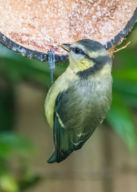 Mike Carroll | Juvenile Blue tits