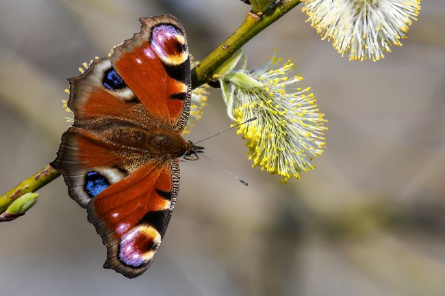 Mike Carroll | Peacock Butterfly
