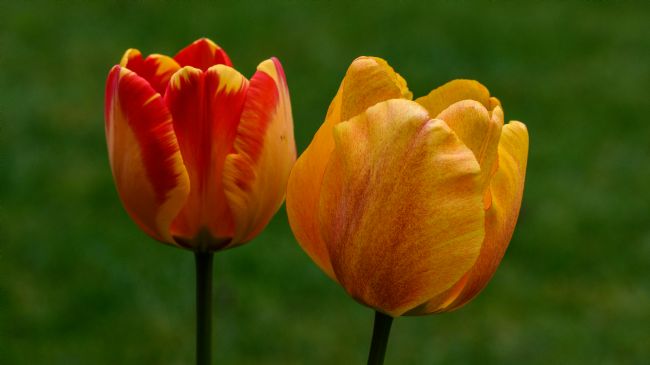 Mike Carroll | Tulips from Amsterdam