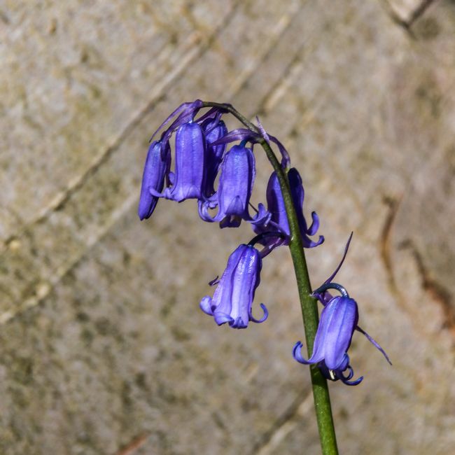 Mike Carroll | Bluebell Macro