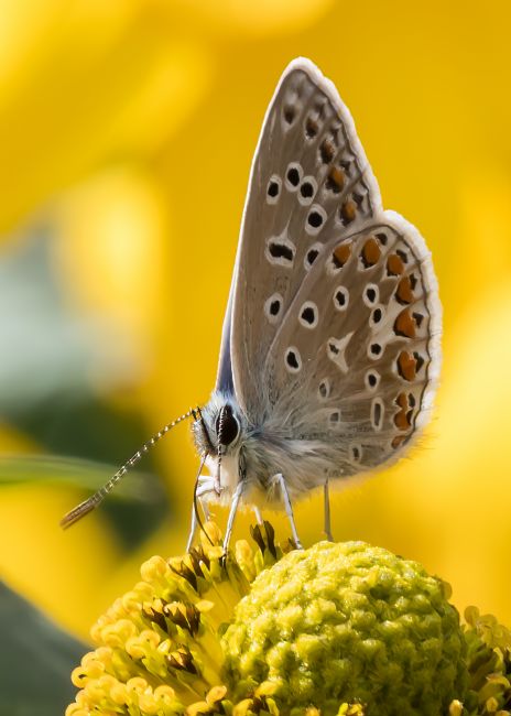 Mike Carroll | Common Blue Butterfly (2)