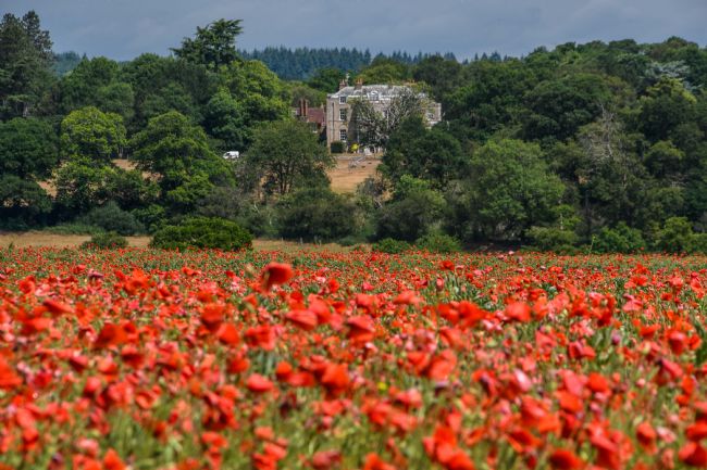 Mike Carroll | Panshanger Poppies (2)