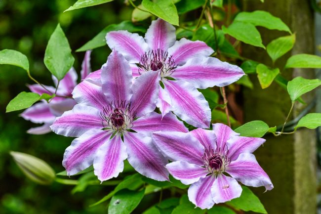 Mike Carroll | Clematis Flowers