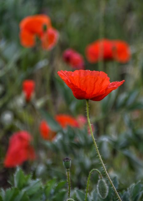 Mike Carroll | Panshanger Poppies (1)