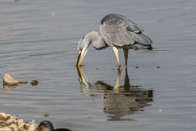 Mike Carroll | Grey Heron Fishing